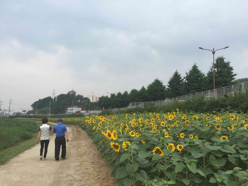 3.『한천힐링로드』에 해바라기 만나러 오세요~